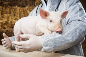 Szkolenia dla producentów świń i darmowe pakiety bioasekuracyjne