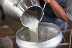 Niemcy: Nieznacznie spadła cena płacona producentom za mleko 