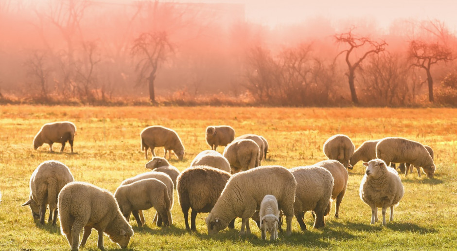 Fot.pixabay.com IERIGŻ: Uboje owiec w UE wyższe niż przed rokiem