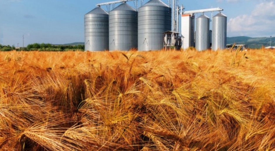 Fot. Shutterstock USDA: Wzrost światowej prognozy produkcji pszenicy i zbóż paszowych