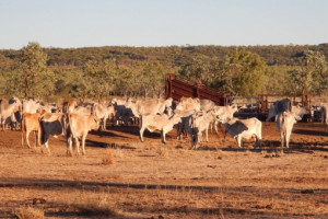 Ubój bydła w Australii nadal rośnie