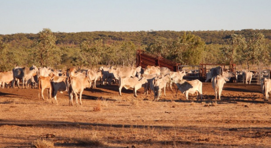 Fot.pixabay.com Ubój bydła w Australii nadal rośnie