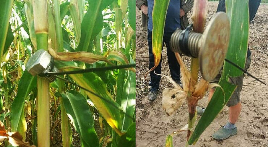 Ktoś tzw. trytytkami przyczepia śruby do kukurydzy; foto: Policja Kto zastawia w kukurydzy pułapki na sieczkarnie?
