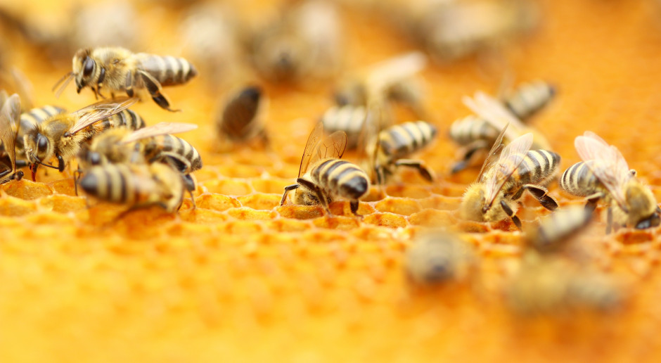 fot. Shutterstock Prawie 280 kg miodu zebrano z pasiek krakowskiej AGH