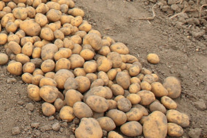 Niższe plony ziemniaka – surowiec poszukiwany 