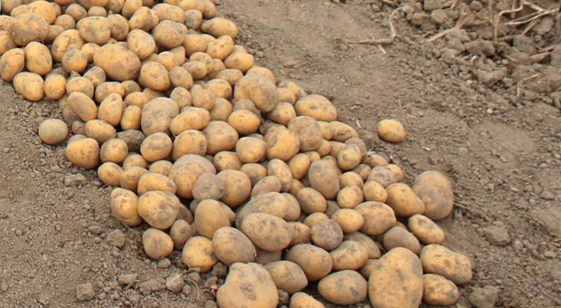 Niższe plony ziemniaka – surowiec poszukiwany 
