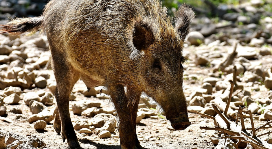 Fot.Pixabay.com Pomór nie odpuszcza - 35 nowych przypadków choroby