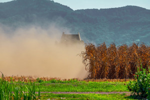 Ukraina: Zebrano pierwsze 1,5 mln ton ziarna kukurydzy