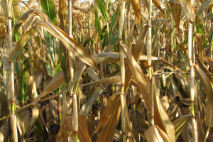 Kukurydza ziarnowa bardzo sucha - przebieg żniw