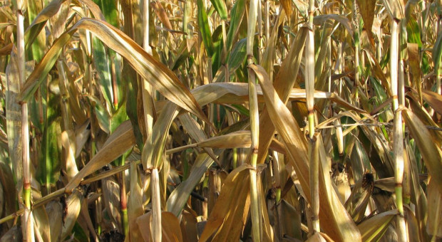Kukurydza ziarnowa bardzo sucha - przebieg żniw