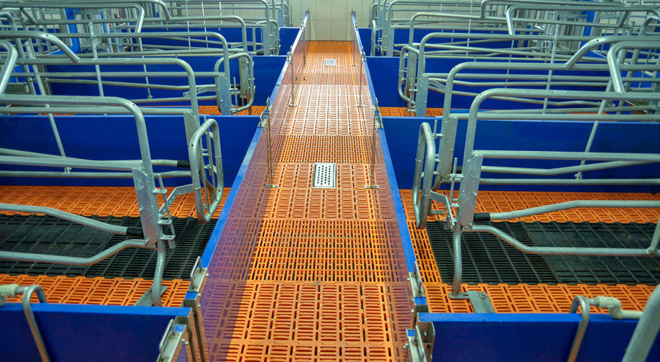 Czystość i higiena pomieszczeń produkcyjnych to jeden z kluczowych elementów nowoczesnego chowu trzody chlewnej Jak skutecznie umyć fermę?
