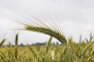 Ceny skupu podstawowych produktów rolnych w kwietniu wzrosły w ujęciu rdr o 45,1 proc.