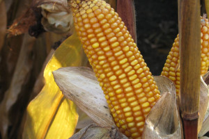 PZPK: Powierzchnia uprawy kukurydzy w 2018 r. to 1191 tys. ha