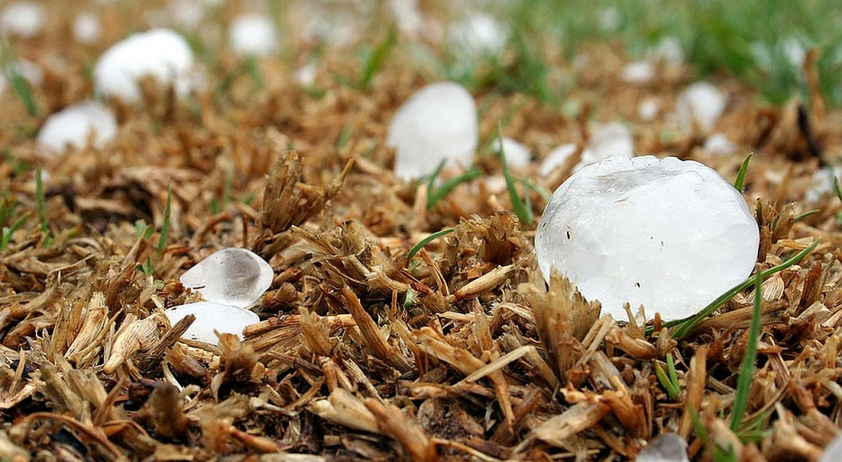 KRIR domaga się możliwości odwołań od szacunków ubezpieczycieli upraw Foto: pixabay Nie będzie dodatkowej instancji odwoławczej w szacowaniu szkód