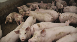 Niemcy obniżają ceny świń. Branża na skraju katastrofy
