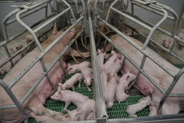 Fot. A.Królak Od piątku można składać wnioski o wsparcie na rozwój produkcji prosiąt, mleka i żywca wołowego