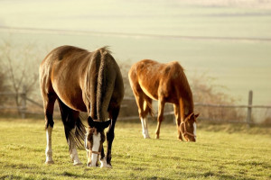 Dania: dziesiątki martwych koni nielegalnie zakopanych na terenie stadniny
