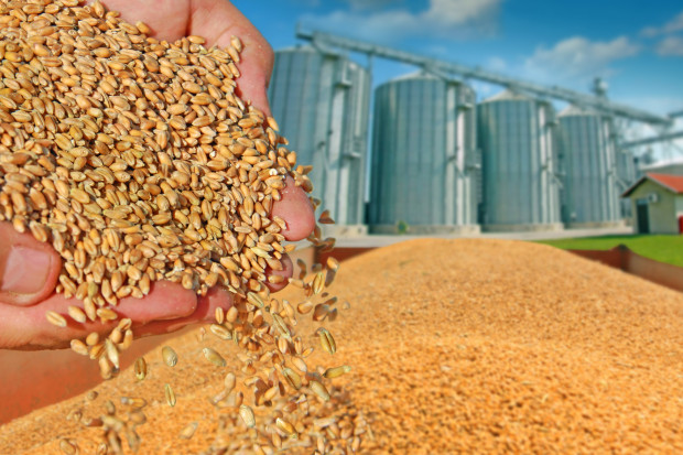 Dlaczego trudno zdobyć informacje o rynku zbóż w Chinach?