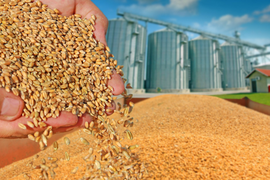 Według prognoz globalne zbiory zbóż mogą zwiększyć się o 3 proc., fot. shutterstock