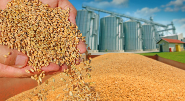 Izba Zbożowo-Paszowa: ceny zbóż rosną, podaż mała