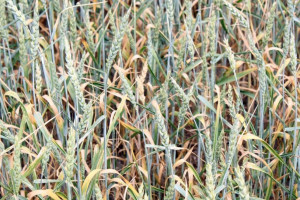 Wyniki plonowania odmian pszenicy jarej w 2018 r. 