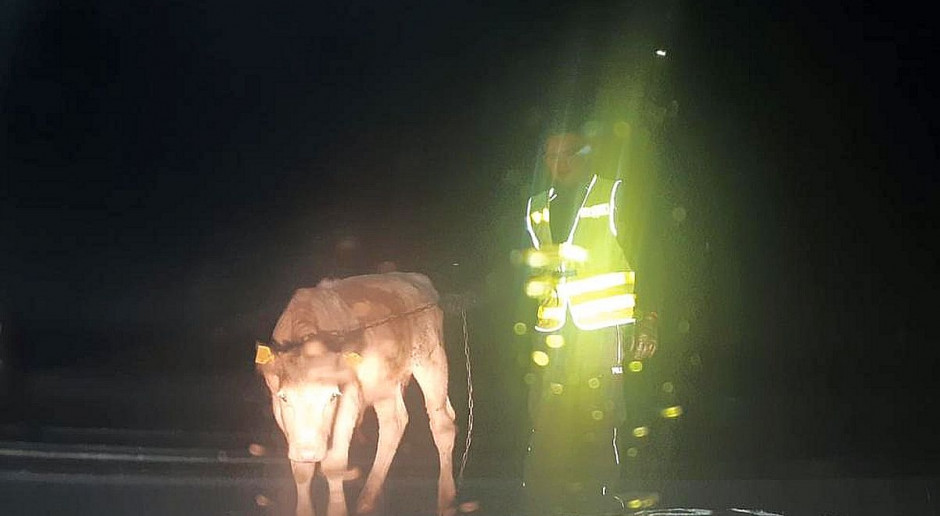 Byczek błąkał się nocą po publicznej drodze; fot. Policja Byczek spacerował nocą po drodze