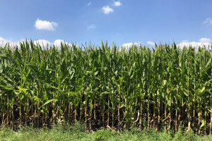 Jak uzyskać wysoką jakość kukurydzy na kiszonkę?