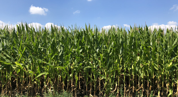 Jak uzyskać wysoką jakość kukurydzy na kiszonkę?