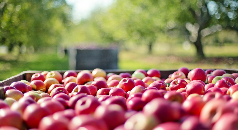 Fot.pixabay.com 28 września: Światowy Dzień Jabłka