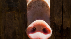 Hodowcy świń przegrali z producentami chryzantem