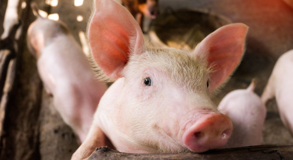 Belgowie ubiją 4 tys. świń by zatrzymać ASF