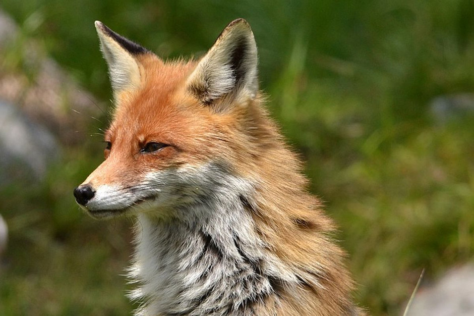 U padłego lisa znalezionego pod Włodawa stwierdzono wściekliznę. foto: pixabay