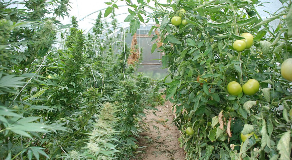 Krzewy konopi rosły pod folią wśród pomidorów foto: Policja Uprawiali konopie wśród pomidorów