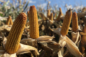 Relacja z bicia rekordu Polski w plonowaniu kukurydzy na ziarno