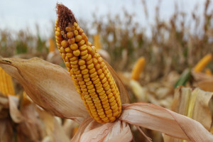 Kiszone ziarno kukurydzy w systemach suchego żywienia świń