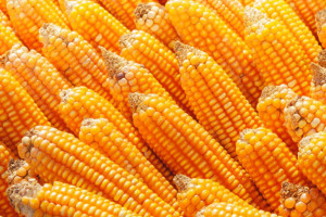 Giełdy krajowe: Czyszczenie magazynów pod kukurydzę
