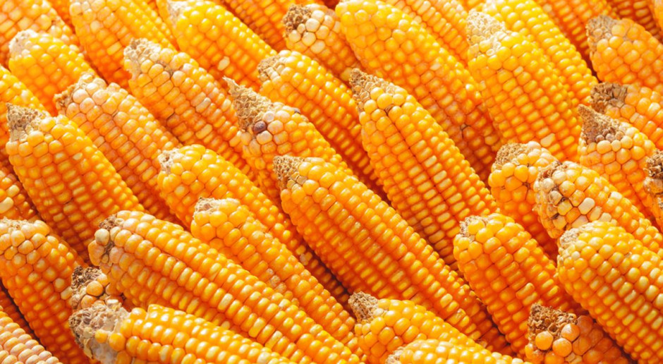 Fot. Shutterstock Giełdy krajowe: Czyszczenie magazynów pod kukurydzę