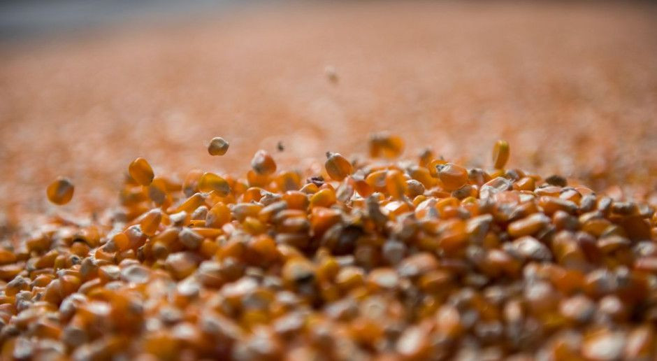 Spada cena kukurydzy, fot. Shutterstock Obniżyła się cena kukurydzy – żniwa blisko finiszu