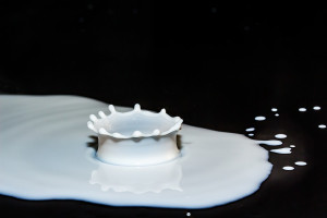 Czy spółdzielnie mleczarskie nie będą upadać?