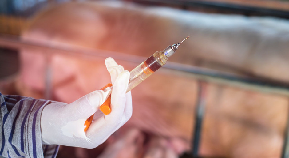 Używanie hormonów do sterowania szeroko rozumianym rozrodem zwierząt gospodarskich stało się narzędziem do uzyskiwania lepszych wyników produkcyjnych Hormonalna regulacja rozrodu u świń