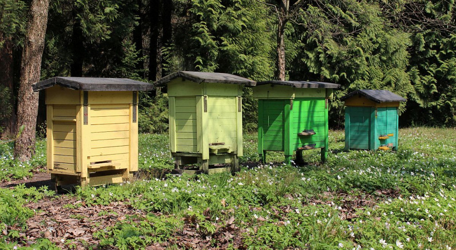 Do otrucia 2,5 mln pszczół doszło w pasiece w Chojniku, na Podkarpaciu foto: Grzegorz Tomczyk W pasiece pod Rzeszowem umarło 2,5 miliona pszczół