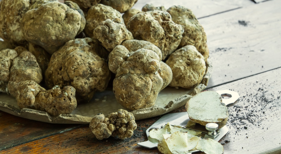 Białe trufle; Fot. Shutterstock Włochy: Białe trufle prawie o połowę tańsze niż przed rokiem