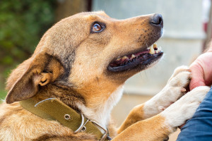 Kalisz: Martwy pies znaleziony w foliowym worku