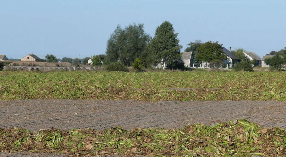 Liście powinny być rozdrobnione, równomiernie rozrzucone na polu, a także wymieszane z glebą, fot. M. Tyszka Cenne liście buraka cukrowego