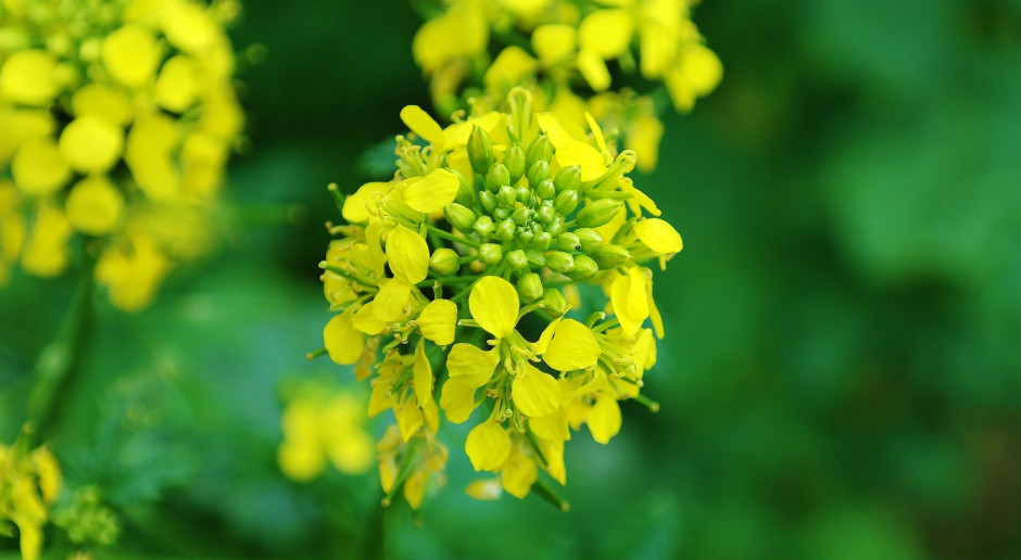 Fot. pixabay.com Drugi tydzień wzrostu ceny rzepaku