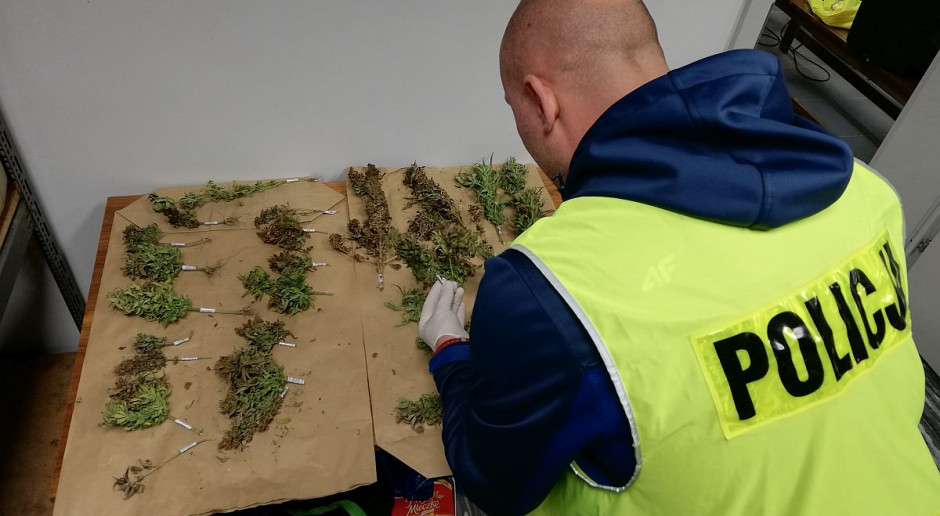 Policjanci znaleźli zarówno żywe, jak i już ususzone rośliny. foto: Policja Plantacja konopi z własnym nawadnianiem ukryta na polu kukurydzy