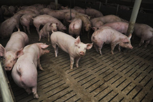 Dla powiatu piotrkowskiego ASF to koniec produkcji świń