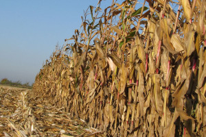 Zbiory kukurydzy – jaka wydajność?