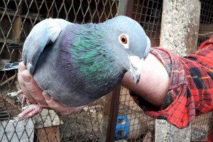 Zatrzymano podejrzanego o kradzież rasowych gołębi za ponad pół miliona złotych