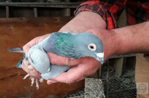 Policjanci odzyskali 55 cennych ptaków